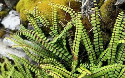 Biodiversity Net Gain and Mineral Safeguarding Advice